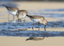 Чернозобик Calidris alpina
Filename=8Z2A4844.jpg
Filesize=166KB
Dimensions=900x657
Date added=Sep 24, 2017 8Z2A4844.jpg