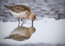 Чернозобик Calidris alpina
Filename=8Z2A5064.jpg
Filesize=142KB
Dimensions=900x636
Date added=Oct 01, 2017 8Z2A5064.jpg
