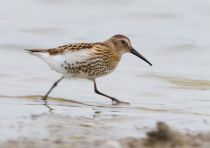 Чернозобик Calidris alpina
Filename=IMG_2798.jpg
Filesize=131KB
Dimensions=900x663
Date added=Sep 20, 2011 IMG_2798.jpg