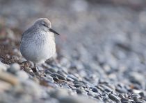 Песочник исландский Calidris canutus
Filename=8Z2A8987.jpg
Filesize=186KB
Dimensions=900x641
Date added=Feb 05, 2017 8Z2A8987.jpg
