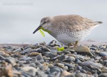 Песочник исландский Calidris canutus
Filename=8Z2A9374.jpg
Filesize=218KB
Dimensions=900x646
Date added=Feb 05, 2017 8Z2A9374.jpg