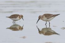 Краснозобик Calidris ferruginea
краснозобик и кулик-воробей
Filename=IMG_2079.jpg
Filesize=111KB
Dimensions=900x596
Date added=Sep 05, 2011 IMG_2079.jpg