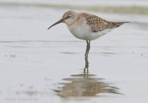 Краснозобик Calidris ferruginea
Filename=IMG_2222.jpg
Filesize=116KB
Dimensions=900x628
Date added=Sep 05, 2011 IMG_2222.jpg