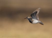Дутыш Calidris melanotos yakutia2018
Filename=8Z2A2486.jpg
Filesize=125KB
Dimensions=900x656
Date added=Jan 08, 2019 8Z2A2486.jpg