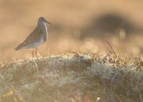Дутыш Calidris melanotos yakutia2018
Filename=8Z2A9111.jpg
Filesize=208KB
Dimensions=900x643
Date added=Jan 08, 2019 8Z2A9111.jpg