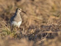 Дутыш Calidris melanotos yakutia2018
Filename=8Z2A9161.jpg
Filesize=236KB
Dimensions=900x689
Date added=Jan 08, 2019 8Z2A9161.jpg