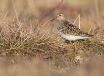 Дутыш Calidris melanotos yakutia2018
Filename=8Z2A9185.jpg
Filesize=315KB
Dimensions=900x656
Date added=Jan 08, 2019 8Z2A9185.jpg