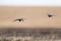 Дутыш Calidris melanotos yakutia2018
Filename=8Z2A9445.jpg
Filesize=87KB
Dimensions=900x603
Date added=Jan 08, 2019 8Z2A9445.jpg