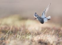 Дутыш Calidris melanotos yakutia2018
Filename=8Z2A9487.jpg
Filesize=129KB
Dimensions=900x652
Date added=Jan 08, 2019 8Z2A9487.jpg