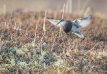 Дутыш Calidris melanotos yakutia2018
Filename=8Z2A9506.jpg
Filesize=298KB
Dimensions=900x625
Date added=Jan 08, 2019 8Z2A9506.jpg