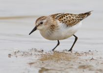 Кулик-воробей Calidris minuta
Filename=IMG_2595.jpg
Filesize=203KB
Dimensions=900x641
Date added=Sep 20, 2011 IMG_2595.jpg