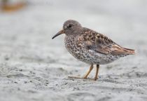 Берингийский песочник Calidris ptilocnemis quarta kamchatka2022
Filename=8Z2A1784.jpg
Filesize=253KB
Dimensions=1100x759
Date added=Aug 08, 2022 8Z2A1784.jpg
