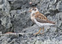 Берингийский песочник Calidris ptilocnemis quarta kamchatka2022
Filename=8Z2A1791.jpg
Filesize=411KB
Dimensions=1100x785
Date added=Aug 08, 2022 8Z2A1791.jpg
