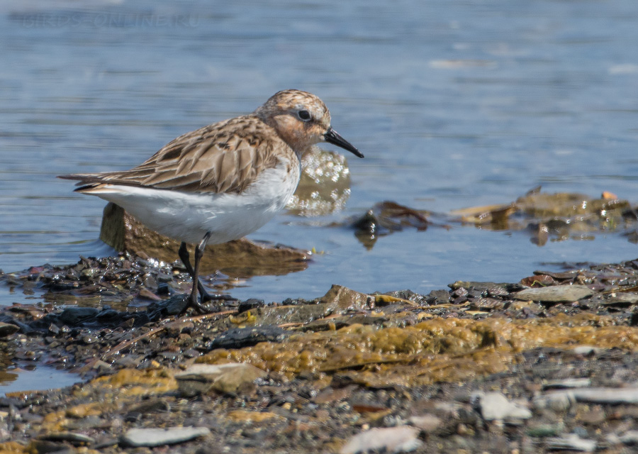 Песочник-красношейка (Calidris ruficollis)
Keywords: Песочник-красношейка Calidris ruficollis sakhalin2017