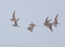 Песочник-красношейка Calidris ruficollis primorye2016
Filename=8Z2A4044.jpg
Filesize=87KB
Dimensions=900x662
Date added=Jul 15, 2017 8Z2A4044.jpg