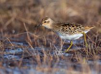 Длиннопалый песочник Calidris subminuta chukotka2020
Filename=8Z2A1740.jpg
Filesize=301KB
Dimensions=1100x811
Date added=Aug 09, 2020 8Z2A1740.jpg