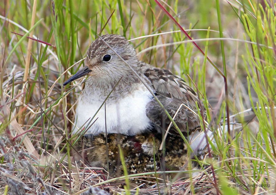 Песочник белохвостый (Calidris temminckii)
Keywords: Песочник белохвостый Calidris temminckii yamal10