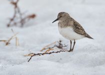 Песочник белохвостый Calidris temminckii yakutia2018
Filename=8Z2A3501.jpg
Filesize=154KB
Dimensions=900x644
Date added=Jan 08, 2019 8Z2A3501.jpg