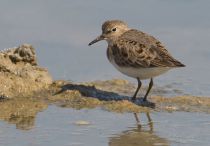 Песочник белохвостый Calidris temminckii kz2010
Filename=IMG_6932.jpg
Filesize=95KB
Dimensions=826x576
Date added=Jun 02, 2010 IMG_6932.jpg