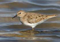 Песочник белохвостый Calidris temminckii kz2010
Filename=IMG_6983.jpg
Filesize=121KB
Dimensions=900x634
Date added=Jun 02, 2010 IMG_6983.jpg