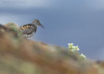 Большой песочник Calidris tenuirostris chukotka2020
Filename=8Z2A5922.jpg
Filesize=248KB
Dimensions=1100x784
Date added=Aug 09, 2020 8Z2A5922.jpg