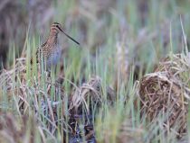 Бекас обыкновенный Gallinago gallinago
Filename=8Z2A2147.jpg
Filesize=264KB
Dimensions=900x683
Date added=Apr 17, 2017 8Z2A2147.jpg
