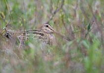 Японский бекас Gallinago hardwickii sakhalin2017
Filename=8Z2A7683.jpg
Filesize=210KB
Dimensions=900x635
Date added=Sep 23, 2017 8Z2A7683.jpg