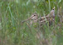 Японский бекас Gallinago hardwickii sakhalin2017
Filename=8Z2A7755.jpg
Filesize=212KB
Dimensions=900x645
Date added=Sep 23, 2017 8Z2A7755.jpg