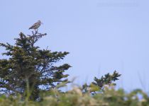 Японский бекас Gallinago hardwickii sakhalin2017
Filename=8Z2A7857.jpg
Filesize=188KB
Dimensions=900x645
Date added=Sep 23, 2017 8Z2A7857.jpg