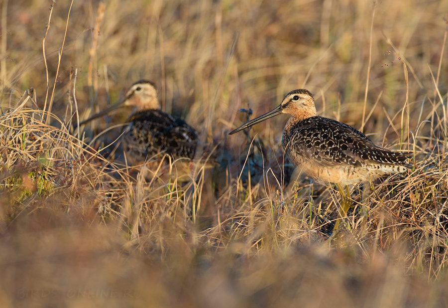 Американский бекасовидный веретенник (Limnodromus scolopaceus)
Keywords: Американский бекасовидный веретенник Limnodromus scolopaceus yakutia2018