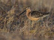 Американский бекасовидный веретенник Limnodromus scolopaceus yakutia2018
Filename=8Z2A1336.jpg
Filesize=275KB
Dimensions=900x663
Date added=Dec 27, 2018 8Z2A1336.jpg
