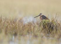 Американский бекасовидный веретенник Limnodromus scolopaceus yakutia2018
Filename=8Z2A4126.jpg
Filesize=167KB
Dimensions=900x655
Date added=Dec 27, 2018 8Z2A4126.jpg