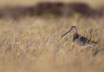 Американский бекасовидный веретенник Limnodromus scolopaceus yakutia2018
Filename=8Z2A4713.jpg
Filesize=167KB
Dimensions=900x626
Date added=Dec 27, 2018 8Z2A4713.jpg