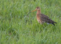 Веретенник больШой Limosa limosa
Filename=8Z2A4403.jpg
Filesize=109KB
Dimensions=900x653
Date added=May 12, 2017 8Z2A4403.jpg