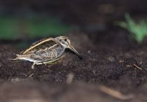 Гаршнеп Lymnocryptes minimus
Filename=8Z2A6493.jpg
Filesize=177KB
Dimensions=900x627
Date added=Oct 14, 2019 8Z2A6493.jpg