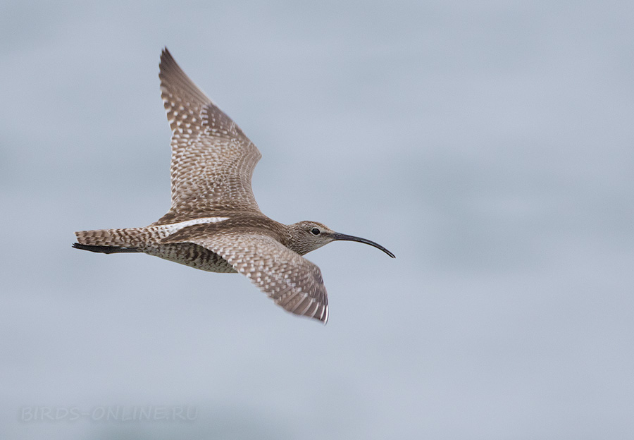 КронШнеп средний (Numenius phaeopus)
Keywords: КронШнеп средний Numenius phaeopus primorye2016