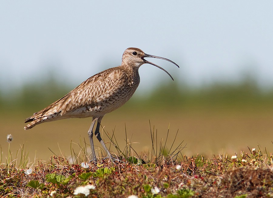 КронШнеп средний (Numenius phaeopus)
Keywords: КронШнеп средний Numenius phaeopus yamal10