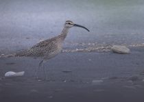 КронШнеп средний Numenius phaeopus sakhalin2017
Filename=8Z2A8362.jpg
Filesize=203KB
Dimensions=900x641
Date added=Dec 17, 2017 8Z2A8362.jpg