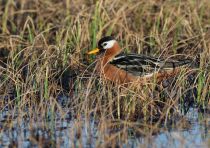 Плосконосый плавунчик Phalaropus fulicarius yakutia2018
Filename=8Z2A1279.jpg
Filesize=372KB
Dimensions=900x635
Date added=Jan 08, 2019 8Z2A1279.jpg