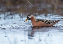 Плосконосый плавунчик Phalaropus fulicarius yakutia2018
Filename=8Z2A4029.jpg
Filesize=159KB
Dimensions=900x636
Date added=Jan 08, 2019 8Z2A4029.jpg
