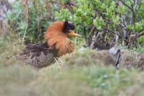 Турухтан Philomachus pugnax yakutia2018
Filename=8Z2A3680.jpg
Filesize=252KB
Dimensions=900x604
Date added=Jan 08, 2019 8Z2A3680.jpg