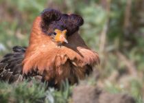 Турухтан Philomachus pugnax yakutia2018
Filename=8Z2A3805.jpg
Filesize=202KB
Dimensions=900x645
Date added=Jan 08, 2019 8Z2A3805.jpg