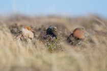 Турухтан Philomachus pugnax yakutia2018
Filename=8Z2A9685.jpg
Filesize=131KB
Dimensions=900x604
Date added=Jan 08, 2019 8Z2A9685.jpg