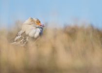 Турухтан Philomachus pugnax yakutia2018
Filename=8Z2A9719.jpg
Filesize=98KB
Dimensions=900x650
Date added=Jan 08, 2019 8Z2A9719.jpg
