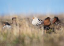 Турухтан Philomachus pugnax yakutia2018
Filename=8Z2A9742.jpg
Filesize=126KB
Dimensions=900x658
Date added=Jan 08, 2019 8Z2A9742.jpg