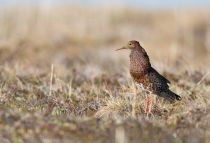 Турухтан Philomachus pugnax yakutia2018
Filename=8Z2A9760.jpg
Filesize=203KB
Dimensions=900x614
Date added=Jan 08, 2019 8Z2A9760.jpg