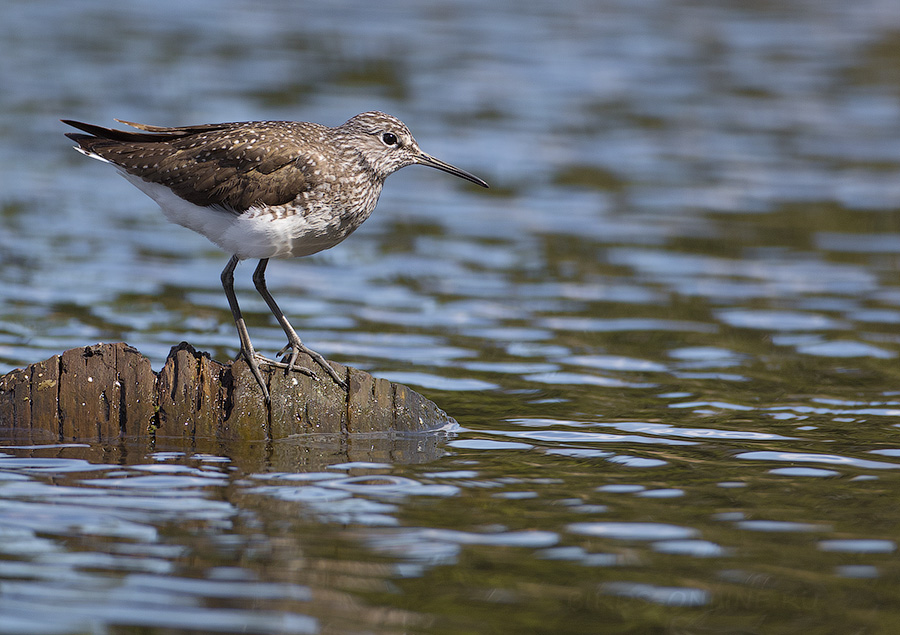 ЧерныШ (Tringa ochropus)
Keywords: ЧерныШ Tringa ochropus