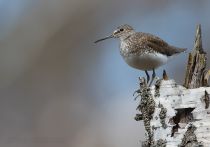 ЧерныШ Tringa ochropus
Filename=8Z2A5609.jpg
Filesize=205KB
Dimensions=900x633
Date added=Apr 24, 2016 8Z2A5609.jpg