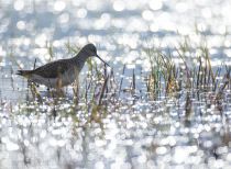Поручейник Tringa stagnatilis best
Filename=8Z2A4000.jpg
Filesize=130KB
Dimensions=900x662
Date added=May 12, 2017 8Z2A4000.jpg