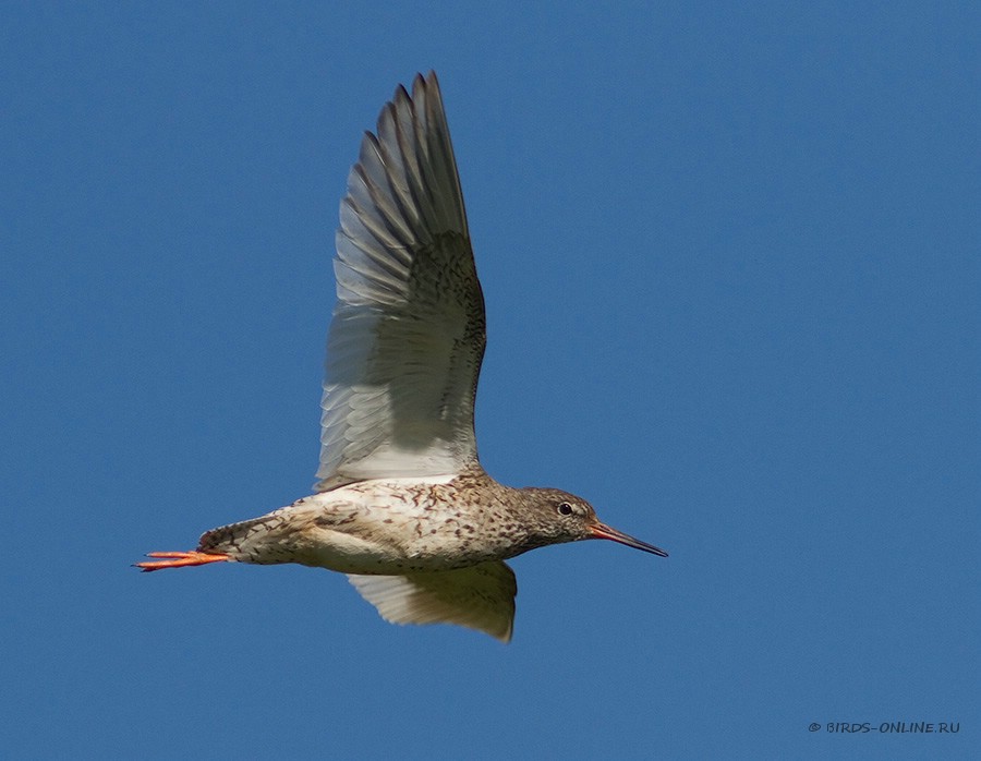 Травник (Tringa totanus)
Keywords: Травник Tringa totanus by2010